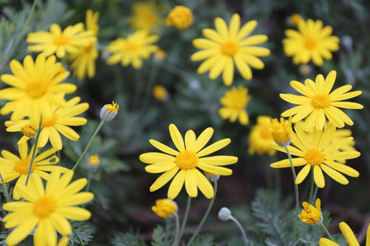 Euryops ‘Bush Daisy’