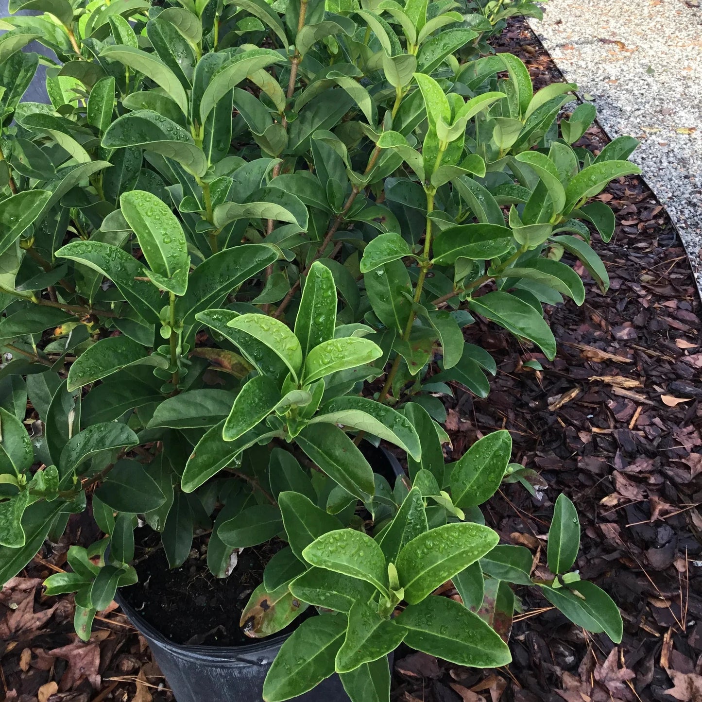 Viburnum Odoratissimum