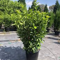 Viburnum Odoratissimum