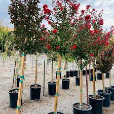 Crape Myrtles - Single Trunk