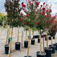 Crape Myrtles - Single Trunk