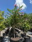 Crape Myrtles - Assorted
The Crape Myrtle tree, also known as Lagerstroemia, is a popular ornamental tree cherished for its vibrant and long-lasting blooms. Native to Asia, this deciduous tree is a staple in many Southern U.S. landscapes due to its heat and drought tolerance.