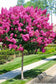 Crape Myrtles - Single Trunk