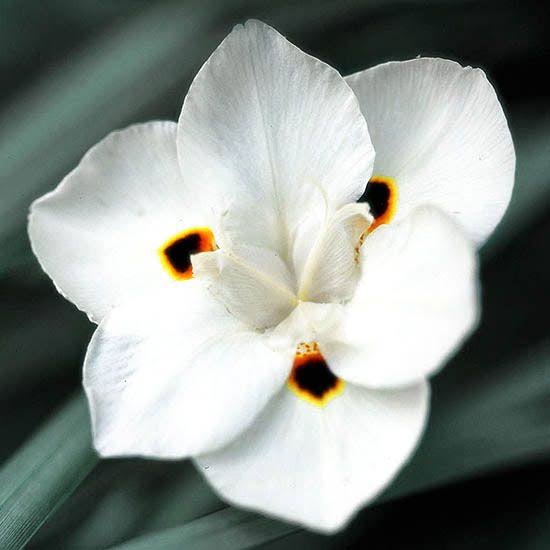 Yellow Iris 1 gallon
