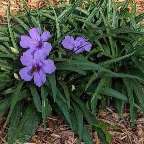 Purple flowers with long green leaves growing in a bed of brown wood mulch.