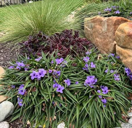 Petunia - Mexican Bluebell