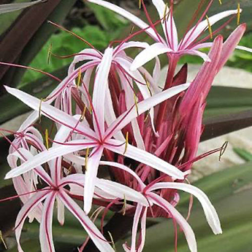 A close-up of a flower cluster with long, narrow white petals outlined in pink and prominent pink stamens, surrounded by green leaves.