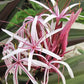 A close-up of a flower cluster with long, narrow white petals outlined in pink and prominent pink stamens, surrounded by green leaves.