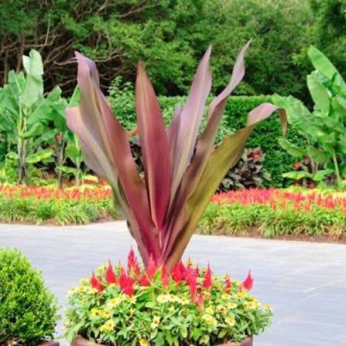 A potted ornamental plant with tall burgundy-red leaves rising above small red and yellow flowers, set in a landscaped garden with green banana plants and a paved walkway in the background.