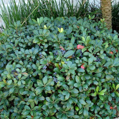 Indian Hawthorn (Rhaphiolepis indica) is a hardy, low-maintenance evergreen shrub known for its dense, mounded form and prolific spring blooms.