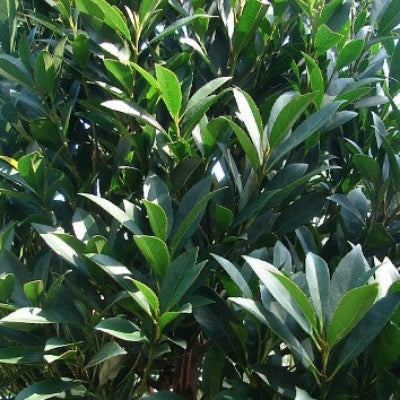 Japanese Blueberry Tree