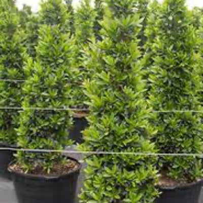 Japanese Blueberry Tree