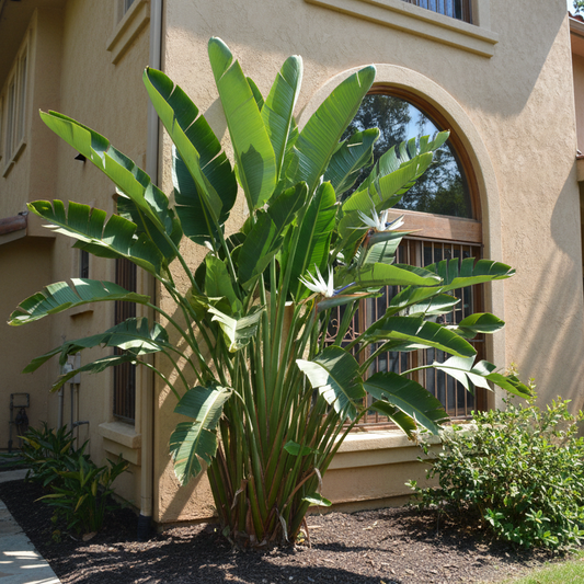large White Bird of Paradise (Strelitzia nicolai) next to house