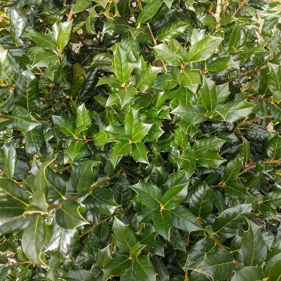 Holly tree - Nellie Stevens