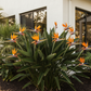Orange Bird of Paradise next to house