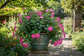 pink Dipladenia Plant in container