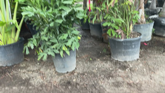 How tall 15 Gallon and 30 gallon Fishtail Palm Tree, height, width, and number of trunks are important to your landscaping project