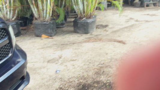 How tall is B7B, 15 Gallon and 30 gallon Areca Palm Tree, height, width, and number of trunks are important to your landscaping project