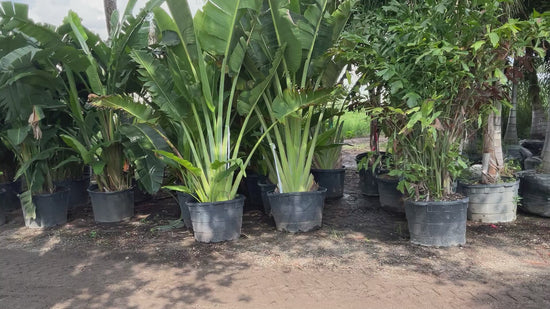 How tall does a Travelers Palm get?,  15 gallon and 30 gallon Tree, height, width, and number of trunks are important to your landscaping project Plant It Tampa Bay