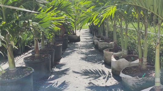 How to choose the correct size Adonidia or Christmas Palm Tree, height, width, and number of trunks are important to your landscaping project