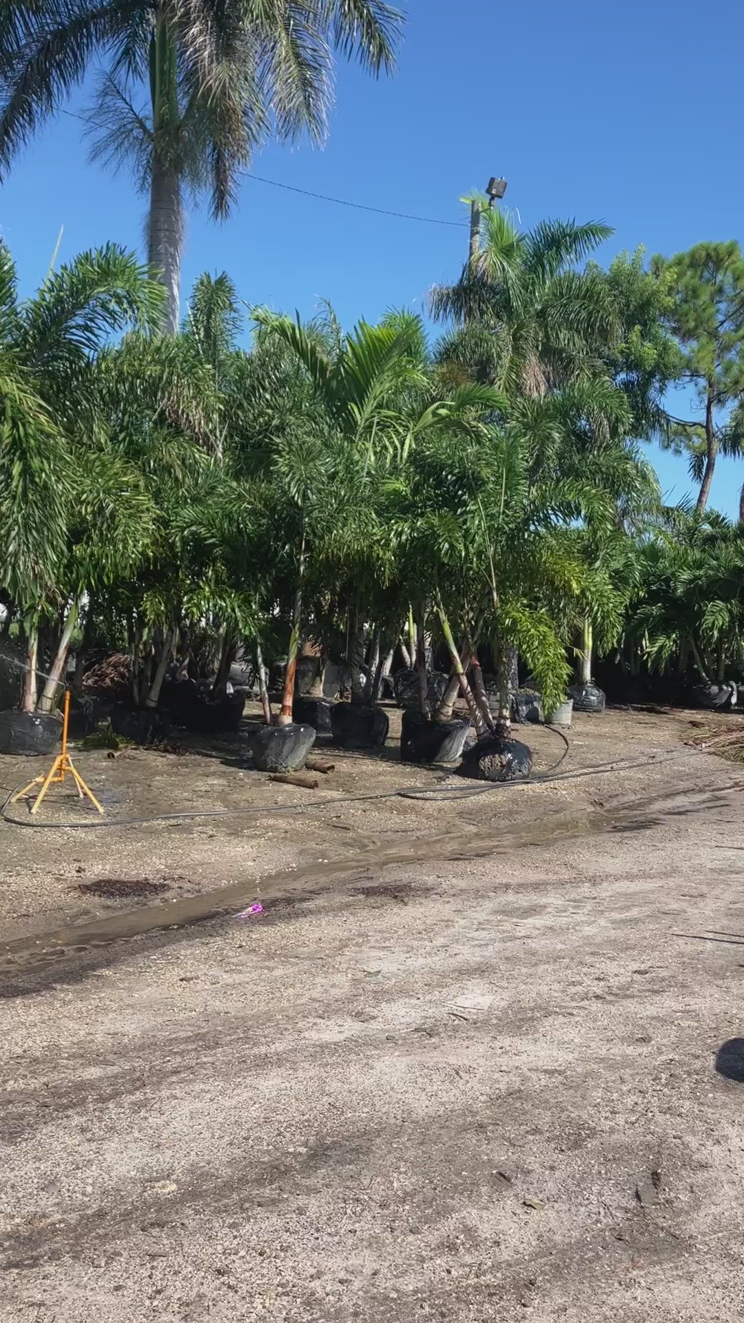 How tall are foxtail palms and how to choose the correct size Foxtail palm, height, width, and number of trunks are important to your landscaping project