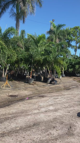 How tall are foxtail palms and how to choose the correct size Foxtail palm, height, width, and number of trunks are important to your landscaping project