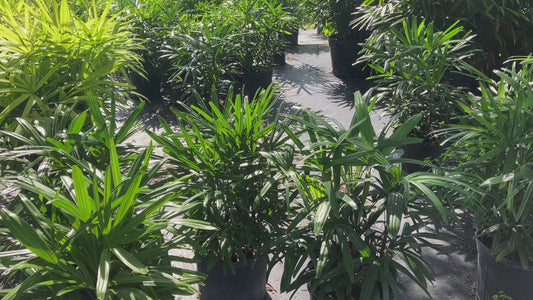 Lady Palm
