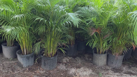 How tall is an Areca Palm Tree, height, width, and number of trunks are important to your landscaping project