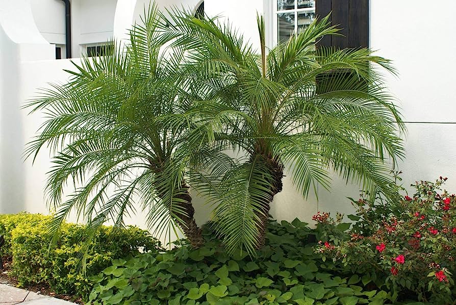 The Pygmy Date Palm prefers bright, indirect light and well-draining soil. It requires regular watering but is relatively low-maintenance.