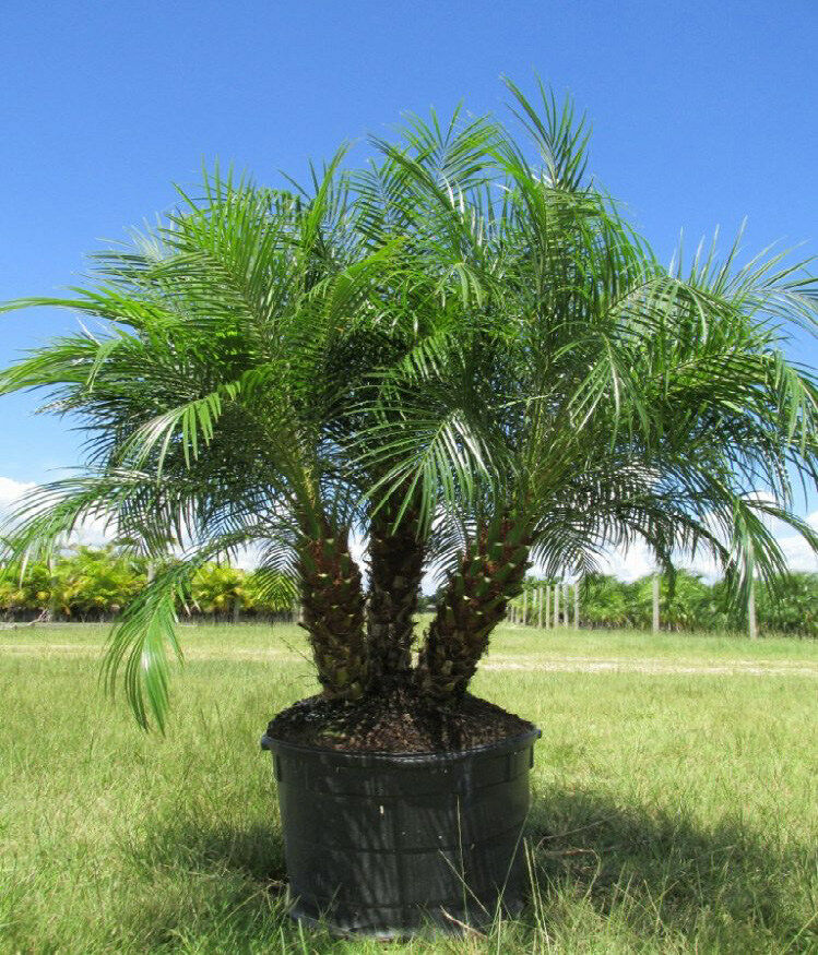 Pygmy Date Palm grows between 6 to 10 feet tall, making it an excellent choice for smaller landscapes or indoor gardening.