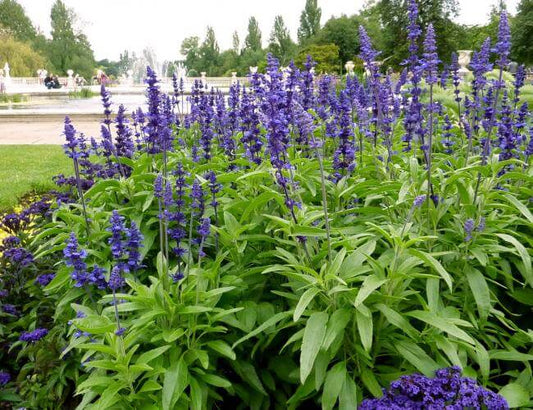 Salvia Plant