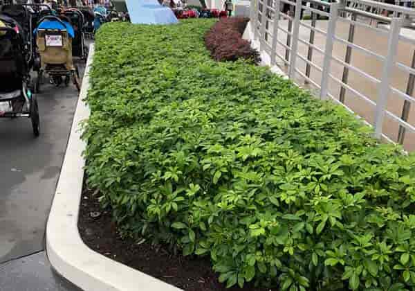 Schefflera arboricola - Green – Plant It Tampa Bay