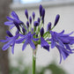 A close-up of a purple agapanthus flower cluster with several blue-purple blooms and buds on a green stem, photographed outdoors against a softly blurred light background.