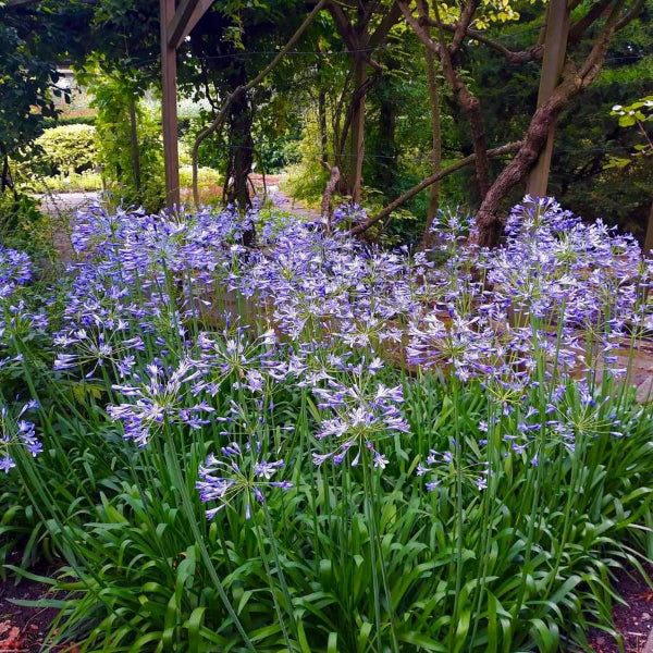 A garden bed filled with tall purple-blue agapanthus flowers and green leaves, surrounded by trees and wooden trellis supports in an outdoor setting.