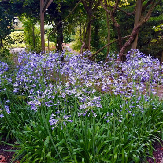 A garden bed filled with tall purple-blue agapanthus flowers and green leaves, surrounded by trees and wooden trellis supports in an outdoor setting.
