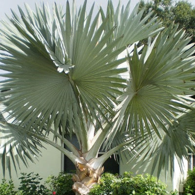 Bismarck Palm tree A touch of tropical elegance. Learn how to care for and grow this stunning palm tree on our site, along with helpful tips and advice."