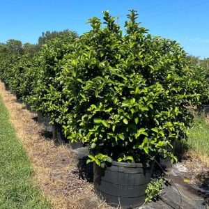 Viburnum Odoratissimum