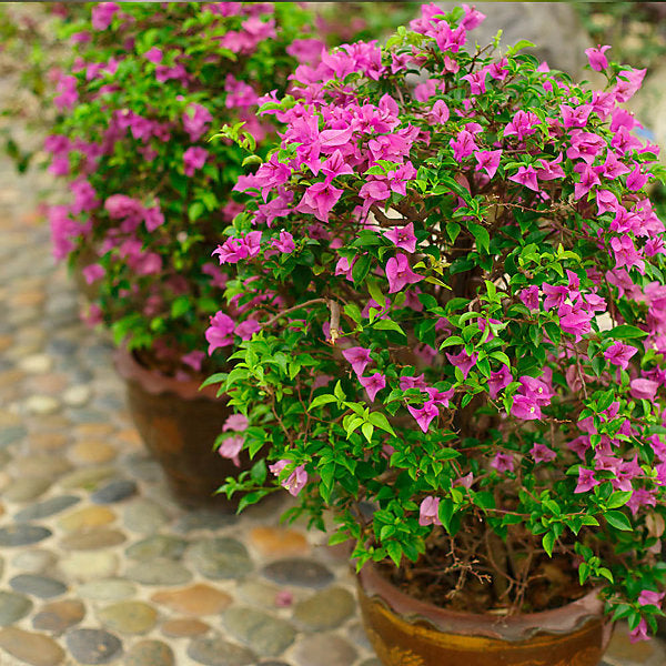 Bougainvillea Bush
