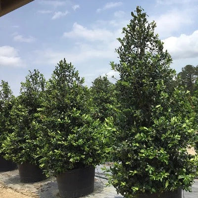 Holly tree - Nellie Stevens