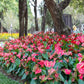 Anthurium Red Flowering - Plant It Tampa Bay