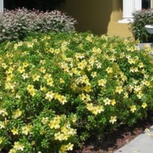 Dwarf Allamanda - Plant It Tampa Bay