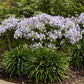 Agapanthus 'Elaine' (Lily of the Nile) - Plant It Tampa Bay