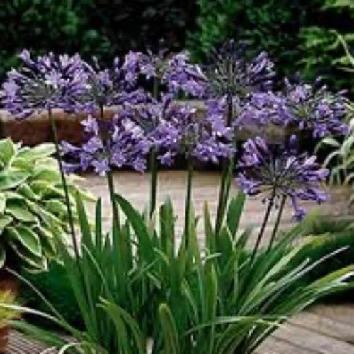 Agapanthus 'Elaine' (Lily of the Nile) - Plant It Tampa Bay