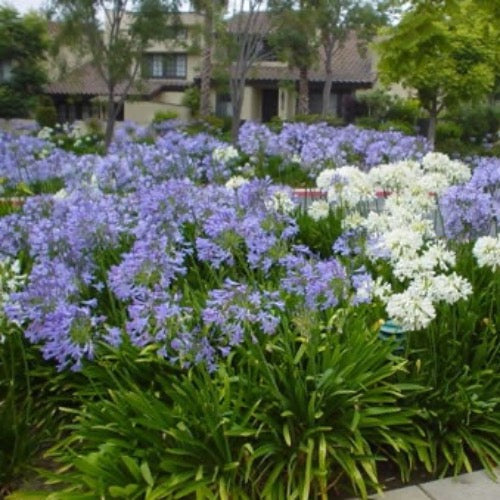 Agapanthus 'Elaine' (Lily of the Nile) - Plant It Tampa Bay