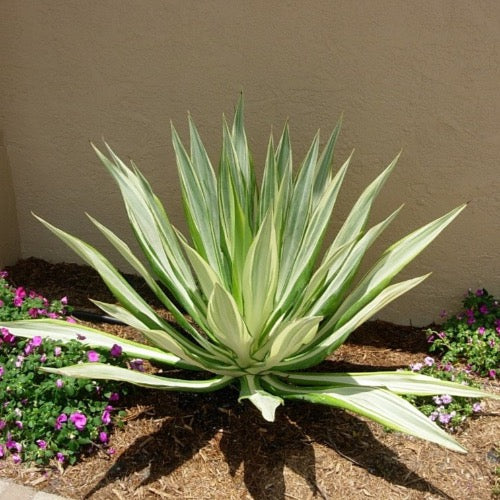 Agave, False - Plant It Tampa Bay
