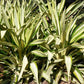 Agave, False - Plant It Tampa Bay
