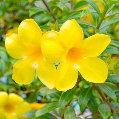 Dwarf Allamanda - Plant It Tampa Bay