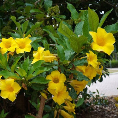 Allamanda Bush - Plant It Tampa Bay