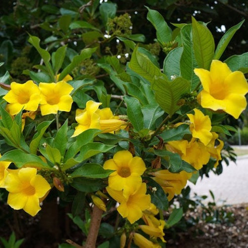 Dwarf Allamanda – Plant It Tampa Bay