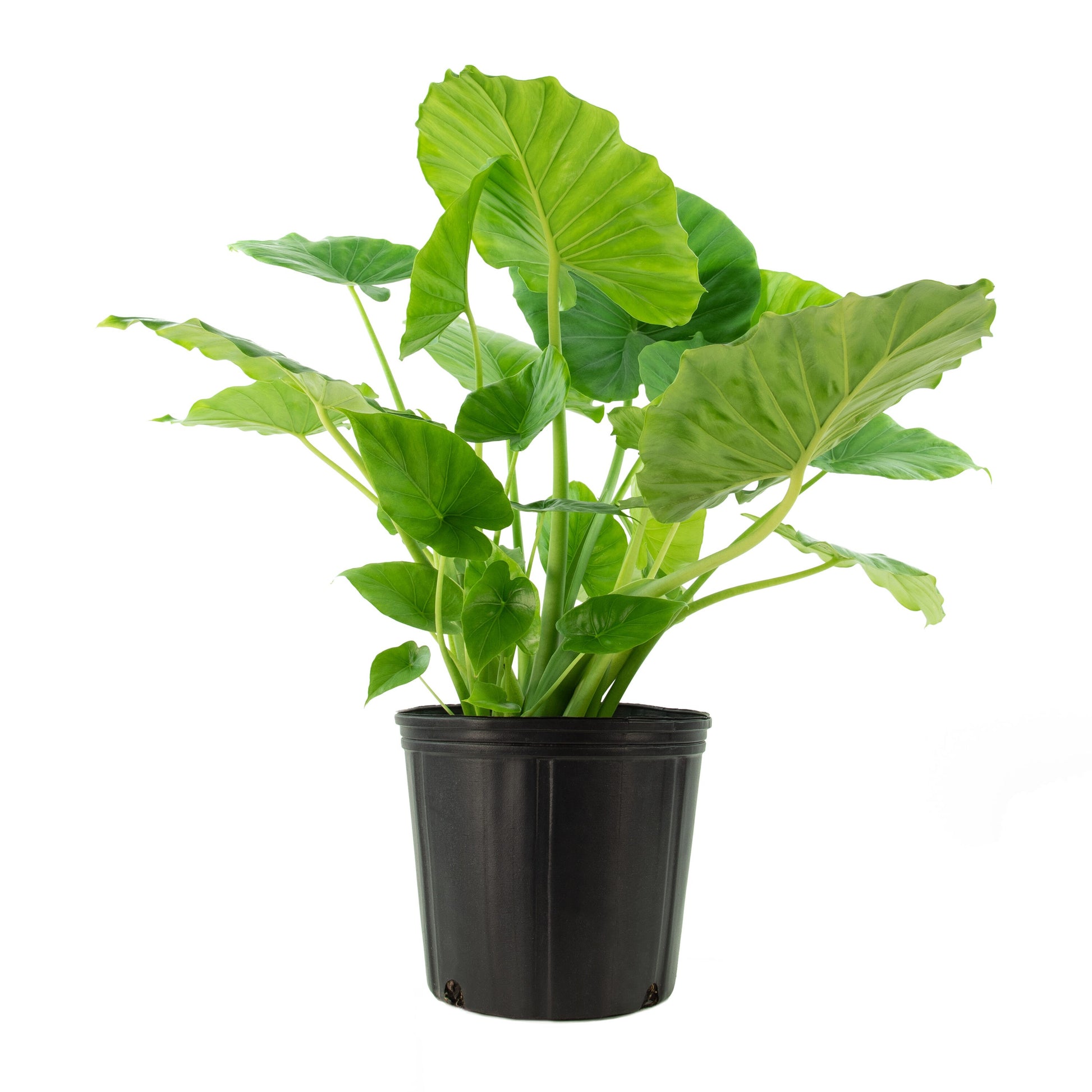 waxy elephant ear plant California Alocasia Shrub I Elephant Ears – Plant It Tampa Bay